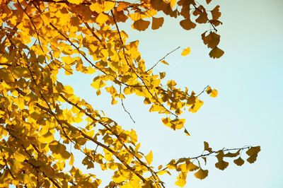 Low angle view of yellow leaves against sky