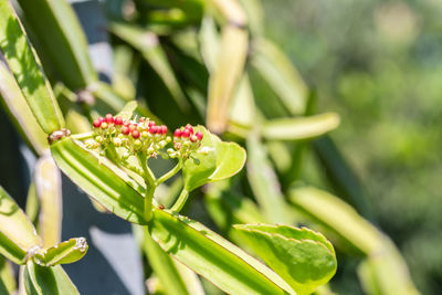 Close-up of flower buds growing on plant