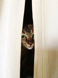 Close-up portrait of cat