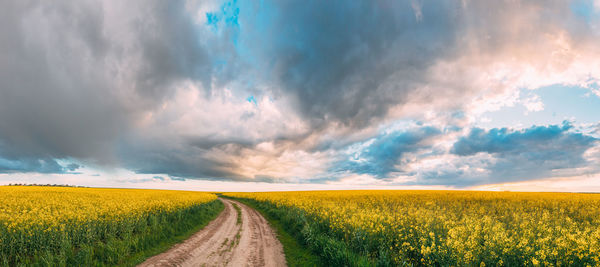 Scenic view of agricultural field against sky