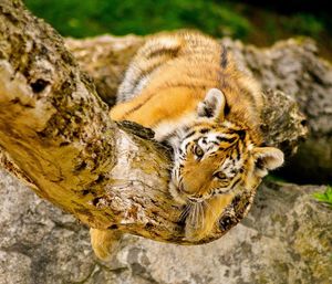 High angle view of tiger on tree