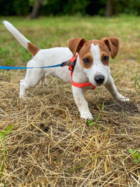 Close-up of jack russel  terrier on field