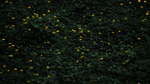 High angle view of yellow flowering plants