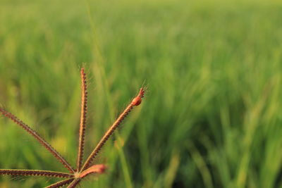 Close-up of stalks against blurred background