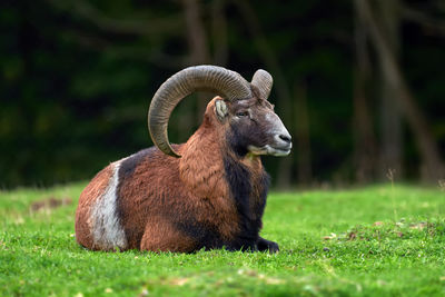 Sheep in a field