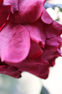 Close-up of flower blooming outdoors