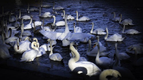 Swans socializing at the swan sanctuary on the banks of the river severn in worcester, uk