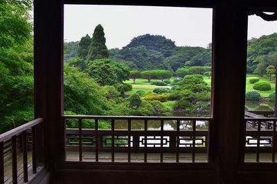 Trees in forest seen through window