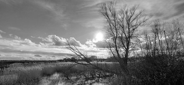 Bare trees on landscape against sky