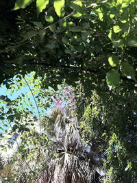 Low angle view of flowering plants on tree