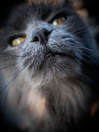 Close-up portrait of cat