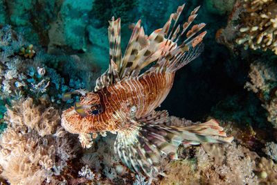 Fish swimming in sea