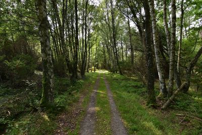 Road amidst trees in forest