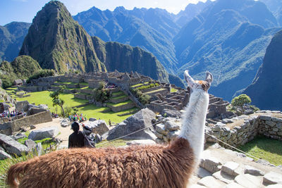 Side view of llama on mountain