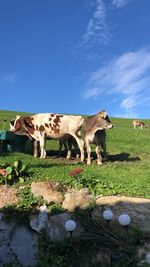 View of cows on field