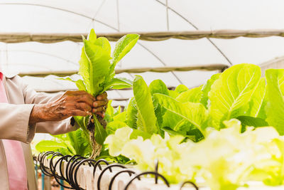 Senior farmer working in hydroponic organic farm with hand holding fresh green lettuce.