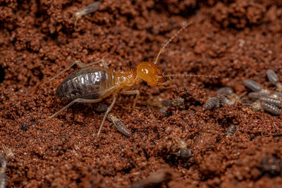 Close-up of insect