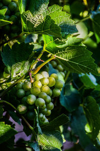 Close-up of grapes growing on plant