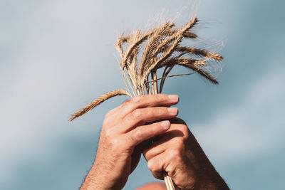 Close-up of hand holding crops against sky