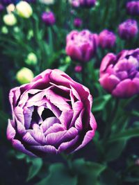 Close-up of pink rose flower