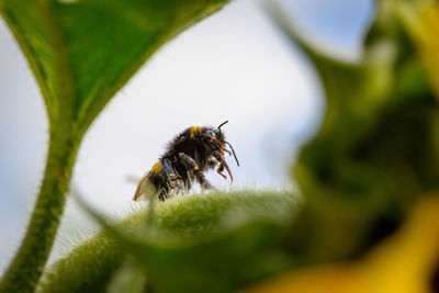 Close-up of bee on leaf