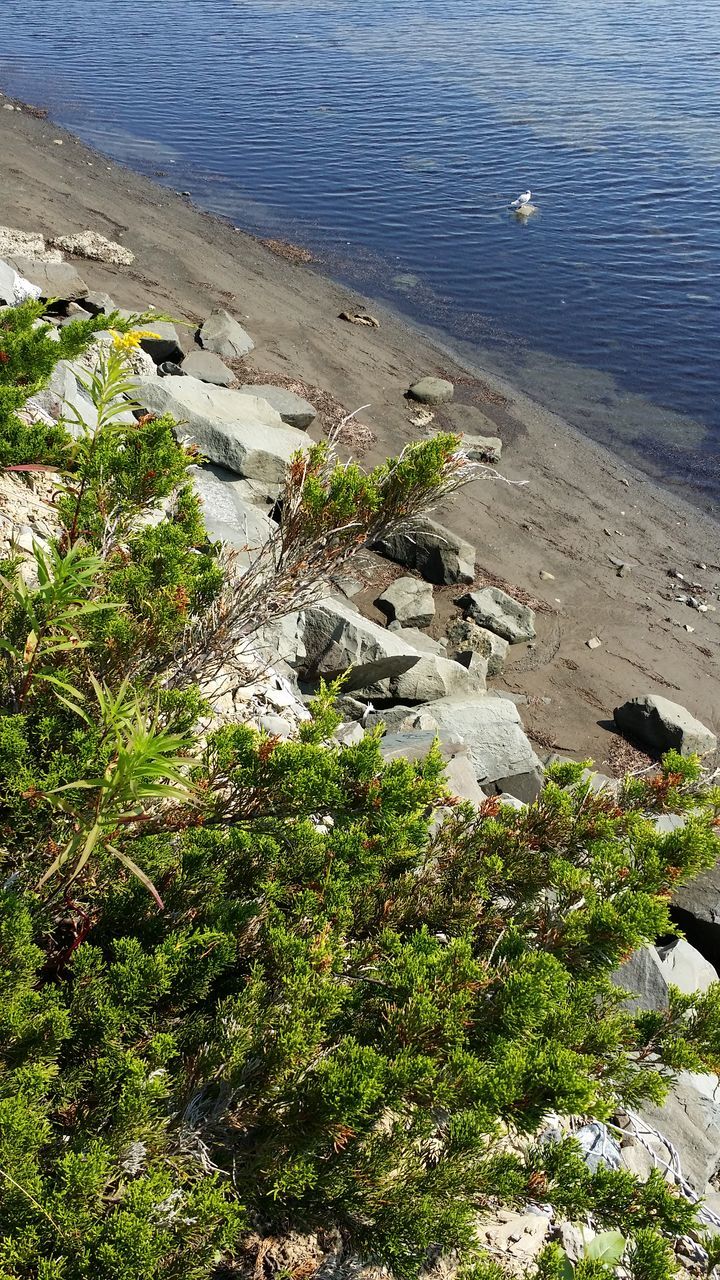 plant, high angle view, water, nature, day, beauty in nature, sea, land, growth, terrain, tree, cliff, beach, no people, outdoors, sunlight, tranquility, scenics - nature, green, flower