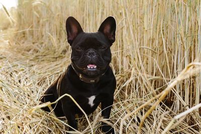 Portrait of black dog in field