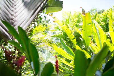 Low angle view of plants growing against sky