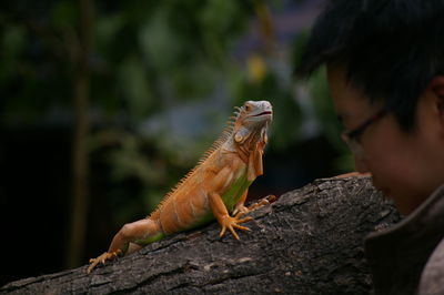 Close-up of man looking at lizard on tree