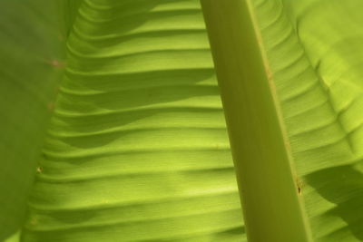 Full frame shot of palm leaves