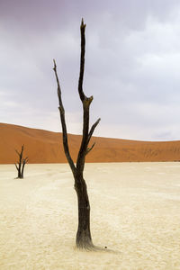Bare trees on field at desert against sky