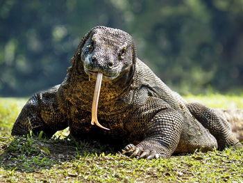 Close-up of a komodo on field