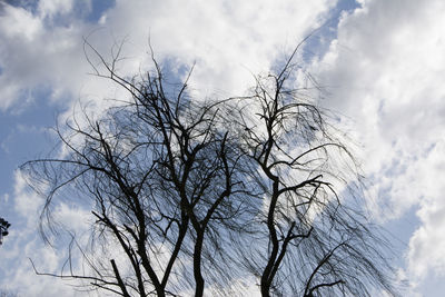 Low angle view of bare tree against sky