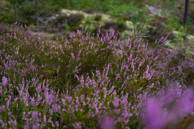 Purple flowers on field