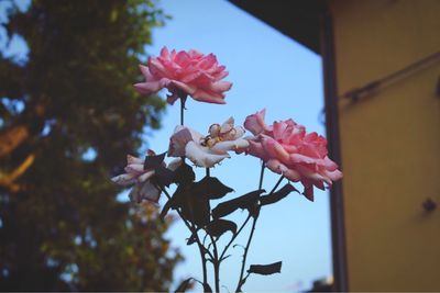 Low angle view of pink flowering plant against sky
