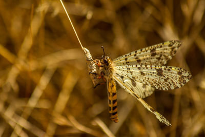 Close-up of insect on flower