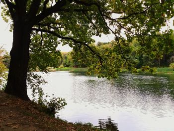 Scenic view of lake in forest