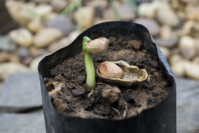 Close-up of rocks on rock