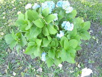 Close-up of plants