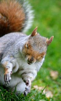 Close-up of squirrel