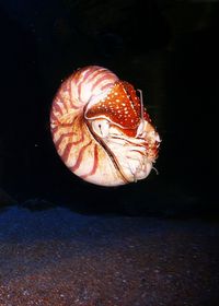 Close-up of fish swimming in water