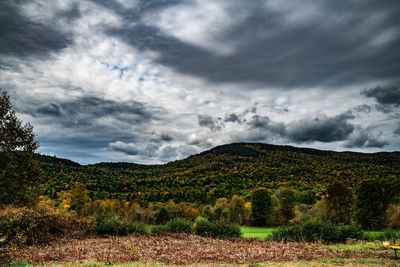 Scenic view of field against sky