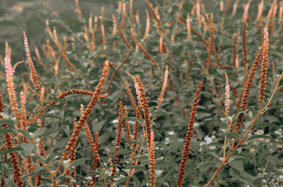 Close-up of plants growing on field