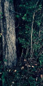 Trees growing in forest