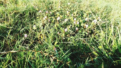 Full frame shot of grass