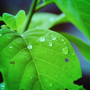 Close-up of raindrops on leaves