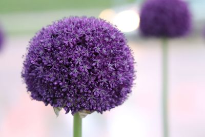 Close-up of purple flowering plant