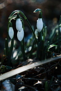 Close-up of white flower on field