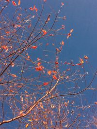 Low angle view of tree against blue sky