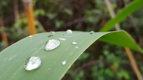 Close-up of water drops on leaf